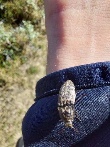 Mottled dingy-brown click beetle, Noordwijk, Nederland, photo 9 of 10