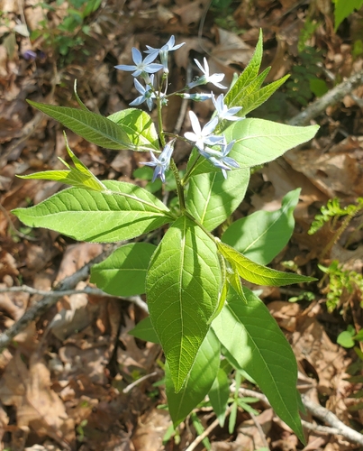 Eastern Bluestar (Amsonia tabernaemontana)