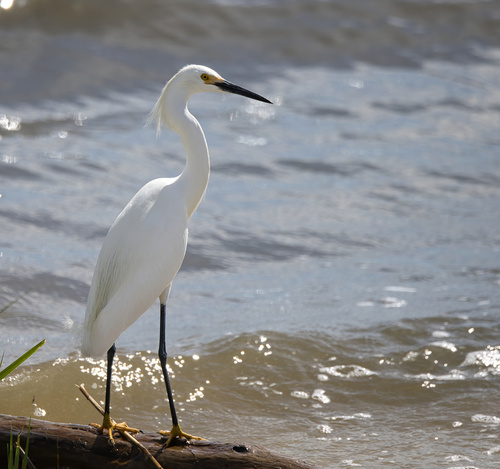Snowy Egret photographed in Mississippi