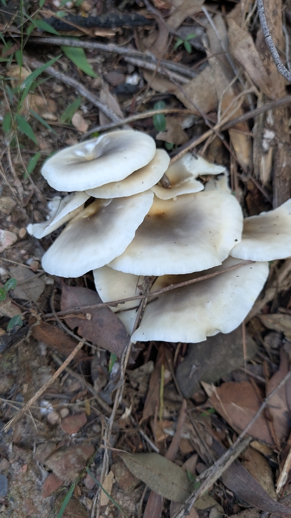 Omphalotus nidiformis · April 2026 · photo: © teacay (iNaturalist, cc-by-nc)