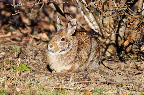 New England Cottontail observed by pattiwood
