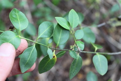 Chiococca parvifolia