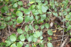 Chiococca parvifolia