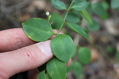 Chiococca parvifolia