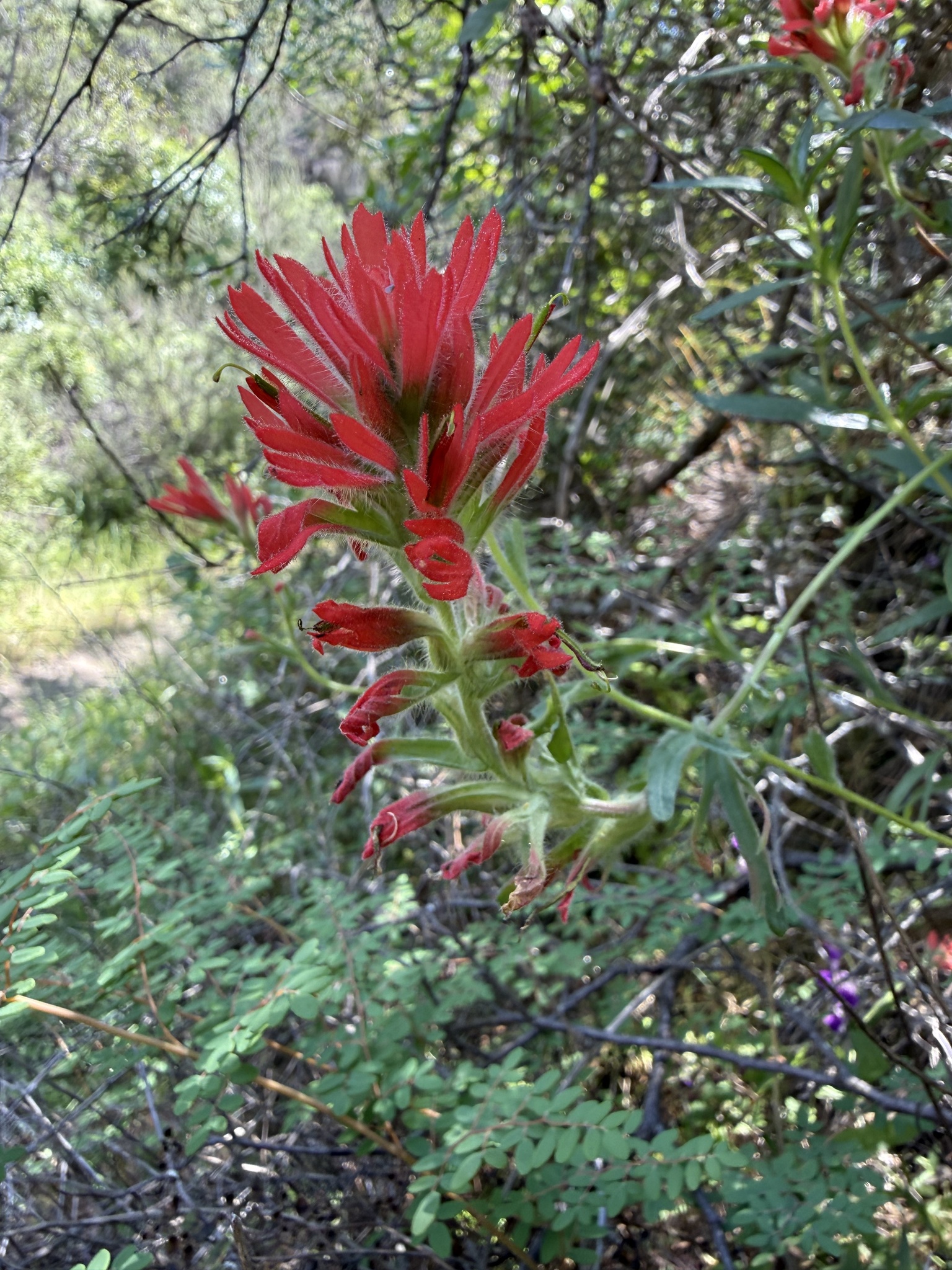 Coast Paintbrush (Castilleja affinis)