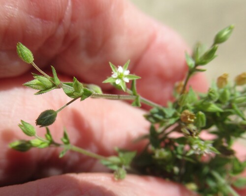 Thyme-Leaved Sandwort (Arenaria serpyllifolia)