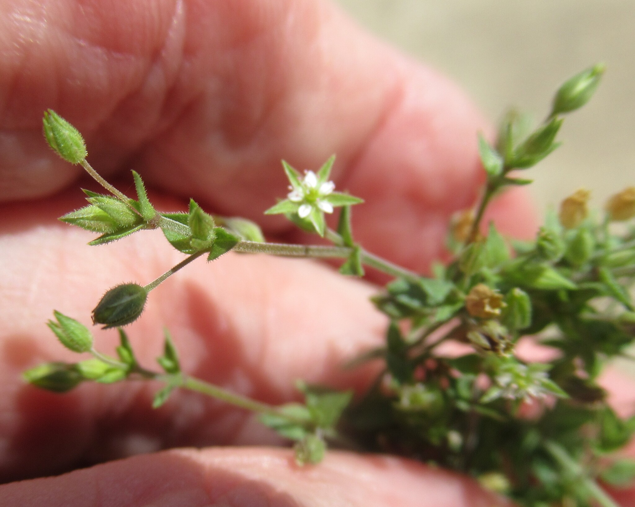 Thyme-Leaved Sandwort (Arenaria serpyllifolia)