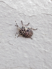 Antiteuchus mixtus
