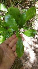 Planchonella costata