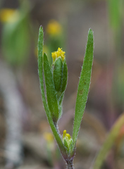 Lasthenia microglossa