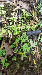 Callitriche muelleri