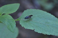 Nigritomyia loewii