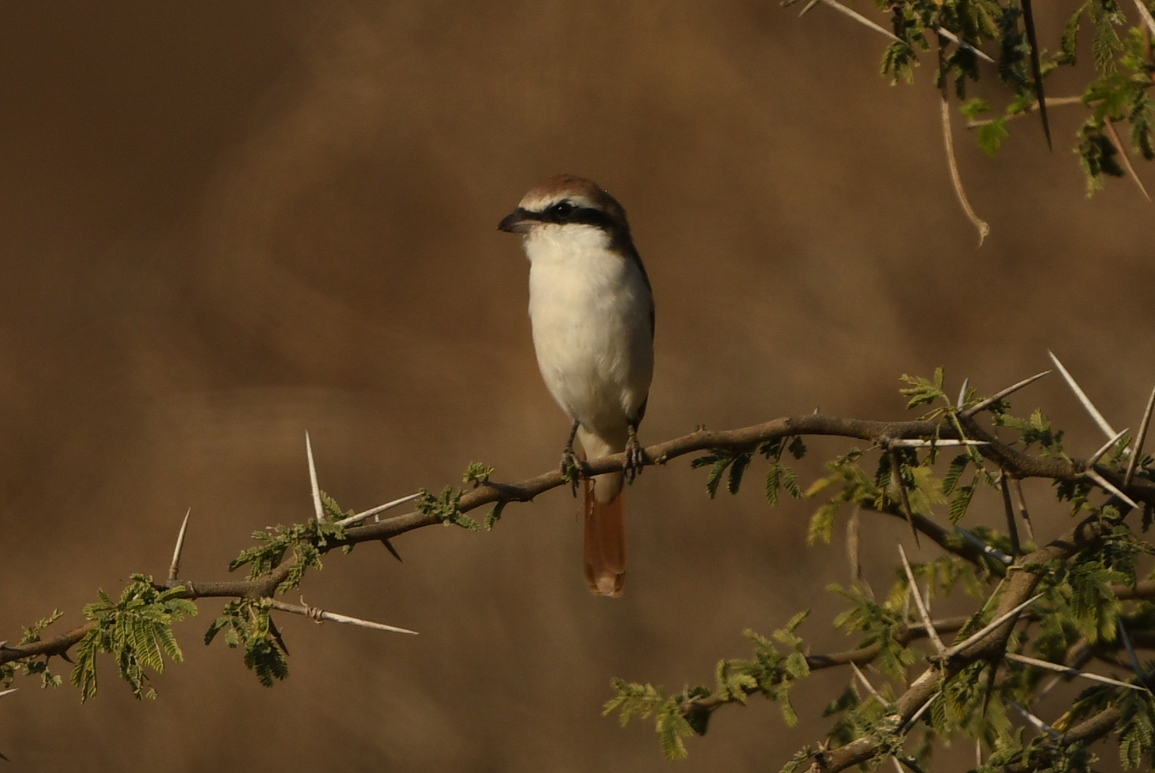 Red-tailed Shrike (Lanius phoenicuroides), photo 2