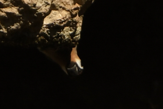 Arabian Golden-winged Grosbeak (Rhynchostruthus percivali), photo 3