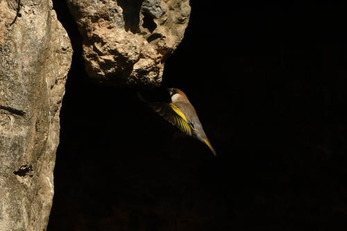 Arabian Golden-winged Grosbeak (Rhynchostruthus percivali), photo 10