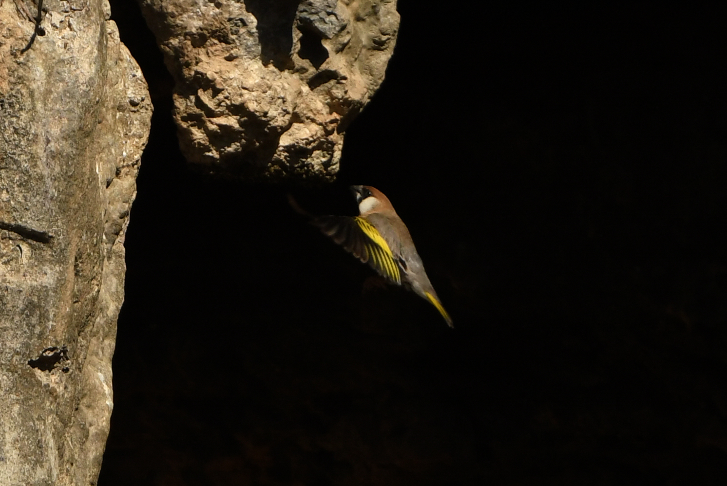 Arabian Golden-winged Grosbeak (Rhynchostruthus percivali), photo 2