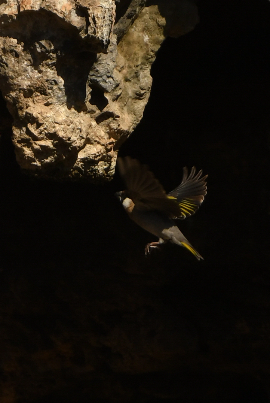Arabian Golden-winged Grosbeak (Rhynchostruthus percivali), photo 6