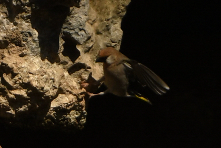 Arabian Golden-winged Grosbeak (Rhynchostruthus percivali), photo 7