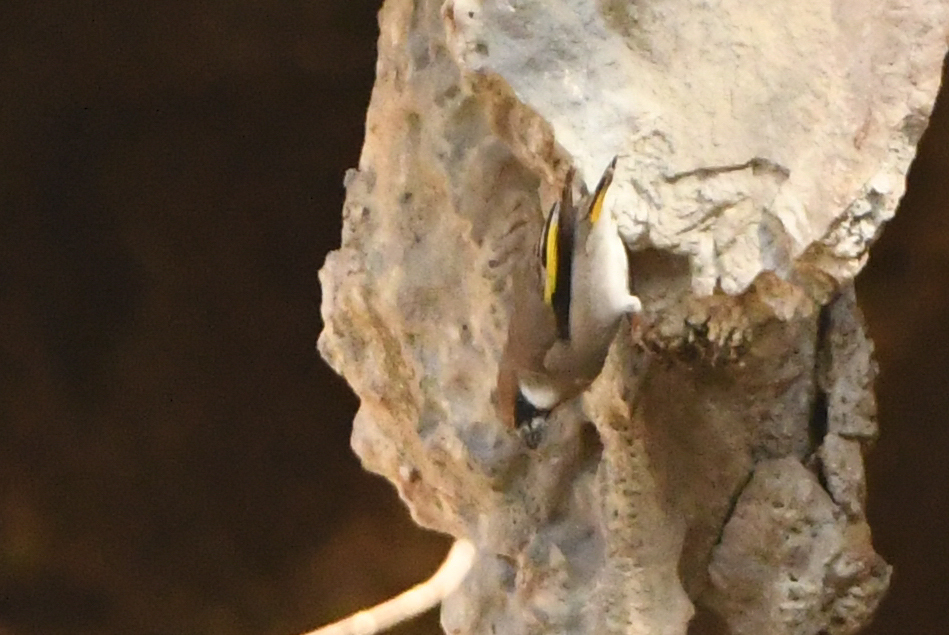 Arabian Golden-winged Grosbeak (Rhynchostruthus percivali), photo 8