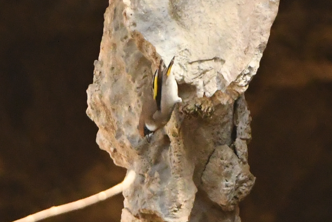 Arabian Golden-winged Grosbeak (Rhynchostruthus percivali), photo 9