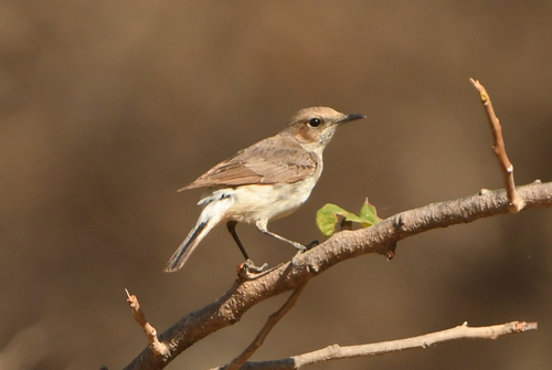 Arabian Wheatear (Oenanthe lugentoides), photo 7