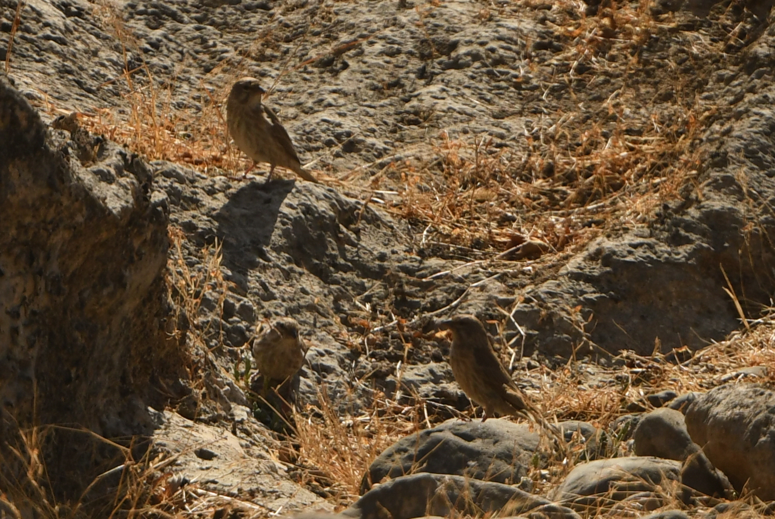 Yemen Serin (Crithagra menachensis), photo 9