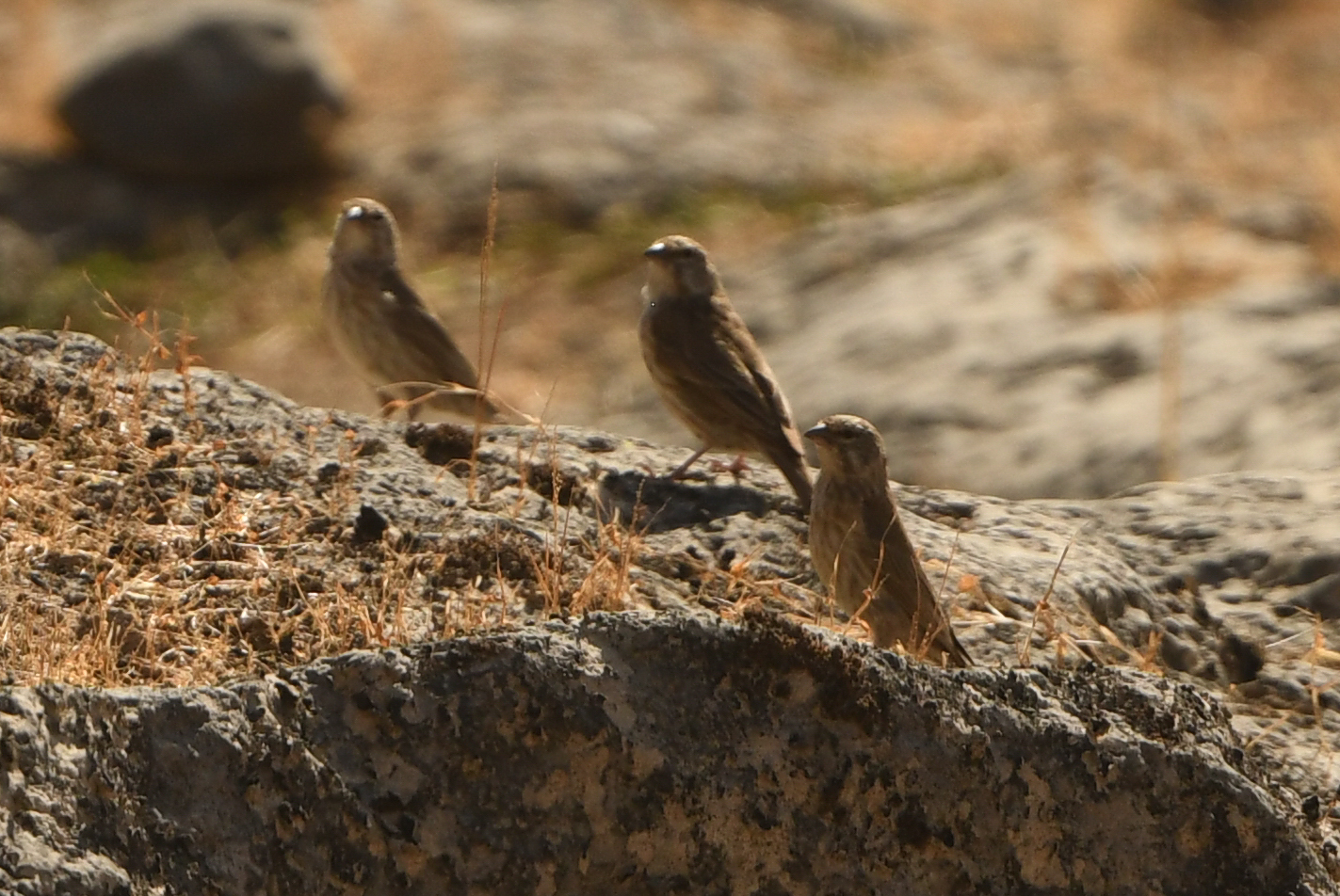 Yemen Serin (Crithagra menachensis), photo 8