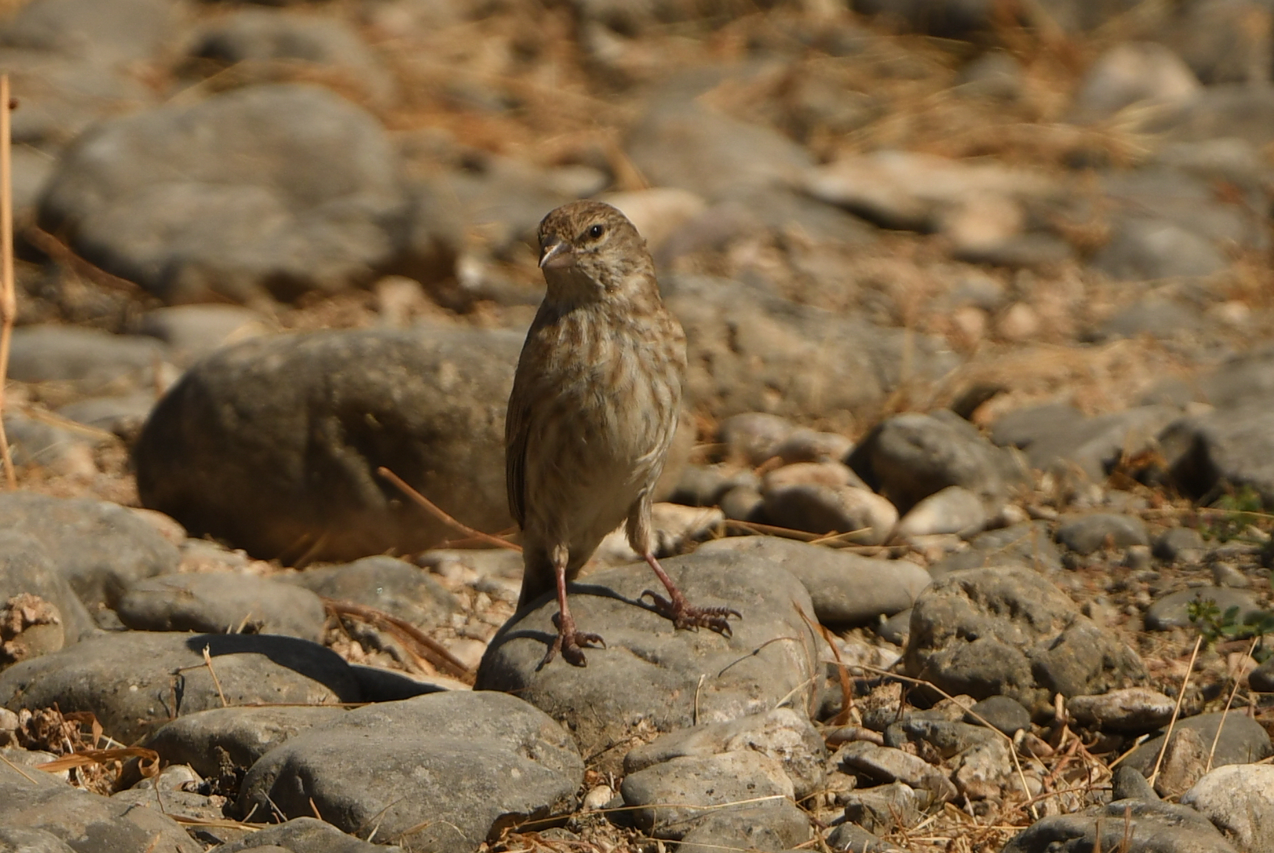 Yemen Serin (Crithagra menachensis), photo 4