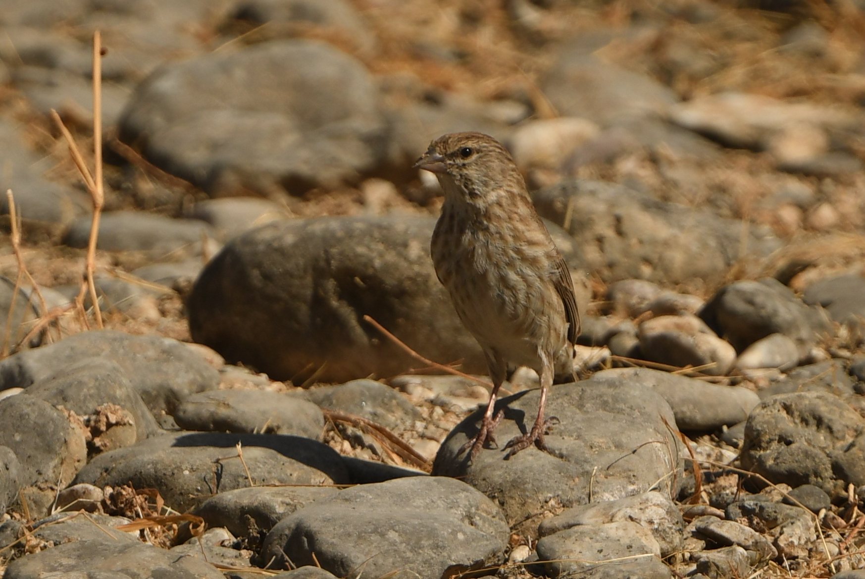 Yemen Serin (Crithagra menachensis), photo 3