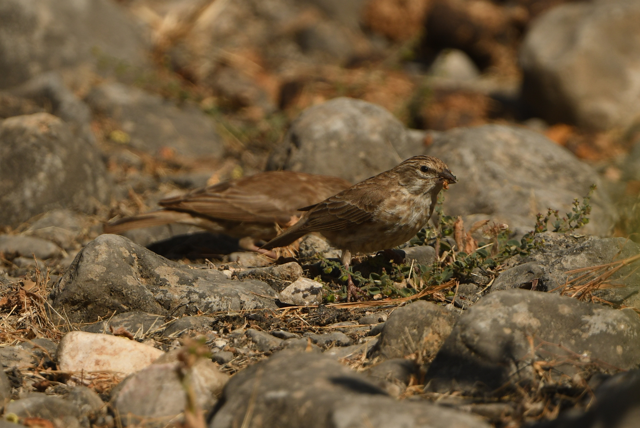 Yemen Serin (Crithagra menachensis), photo 6