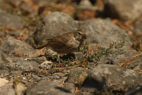 Yemen Serin (Crithagra menachensis), photo 7