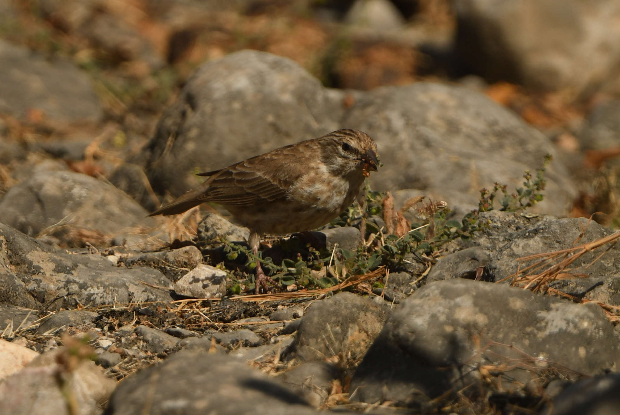 Yemen Serin (Crithagra menachensis), photo 7