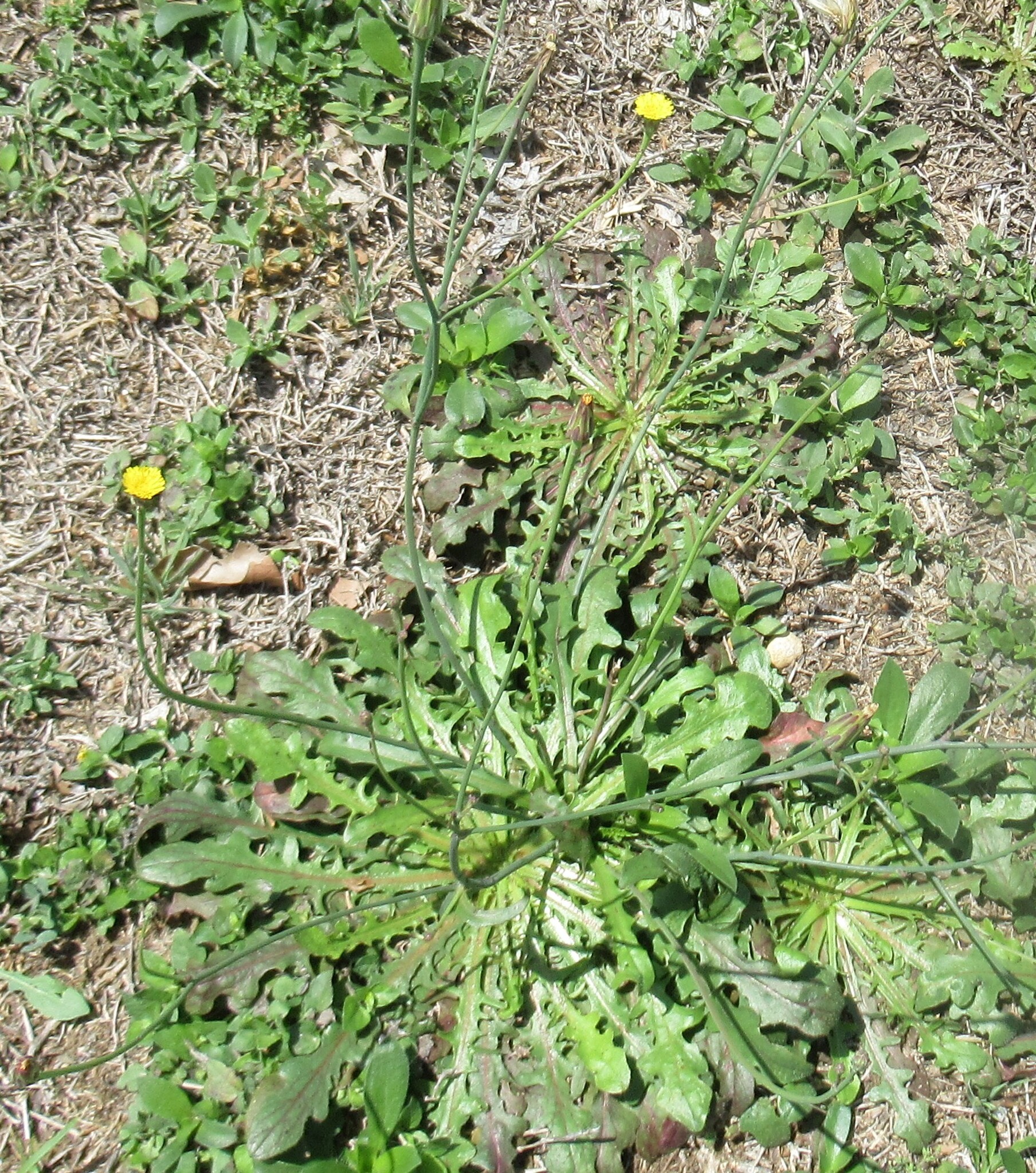 Smooth Cat's Ear (Hypochaeris glabra)