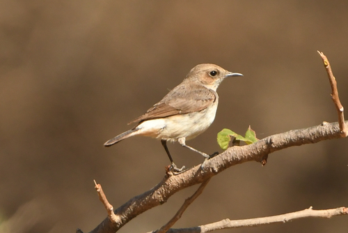 Arabian Wheatear (Oenanthe lugentoides), photo 9