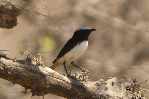 Arabian Wheatear (Oenanthe lugentoides), photo 5