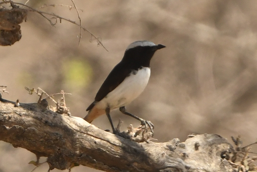 Arabian Wheatear (Oenanthe lugentoides), photo 4
