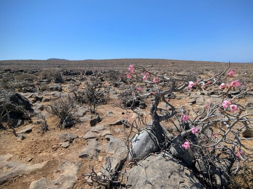 Adenium dhofarense