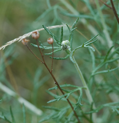 Eriophyllum jepsonii