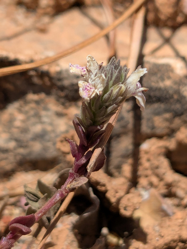 Rostellularia diffusa, 2026-03-02