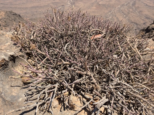 Kleinia odora (Kleinia odora)