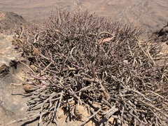Kleinia odora