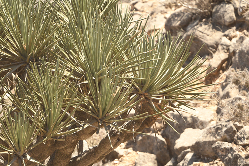 Dracaena serrulata