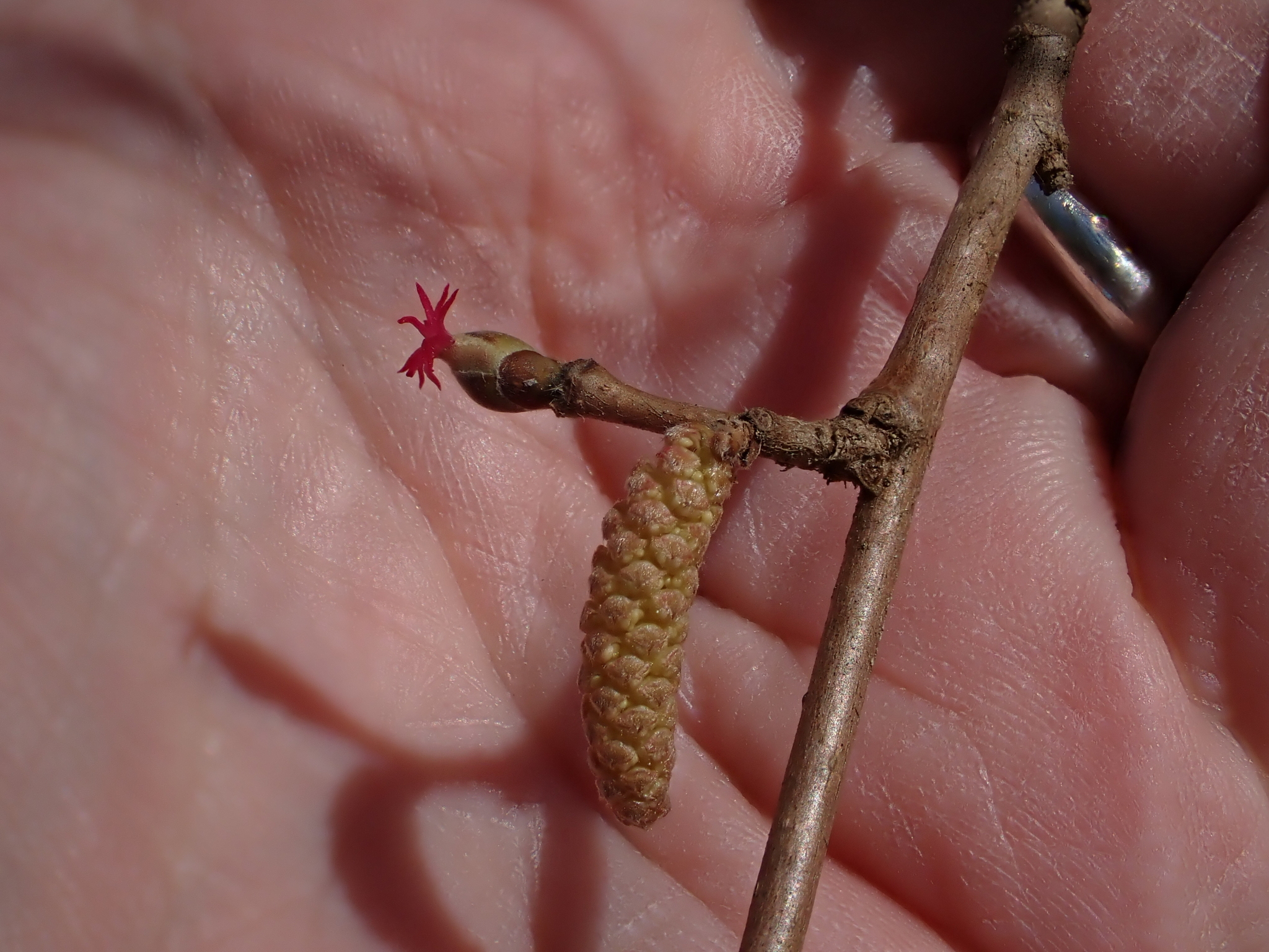 Beaked Hazelnut (Corylus cornuta)
