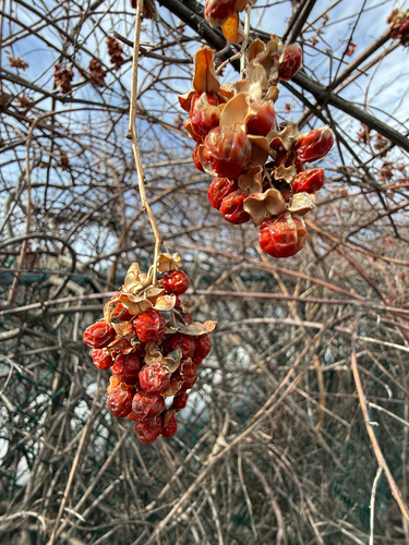 American Bittersweet (Celastrus scandens)