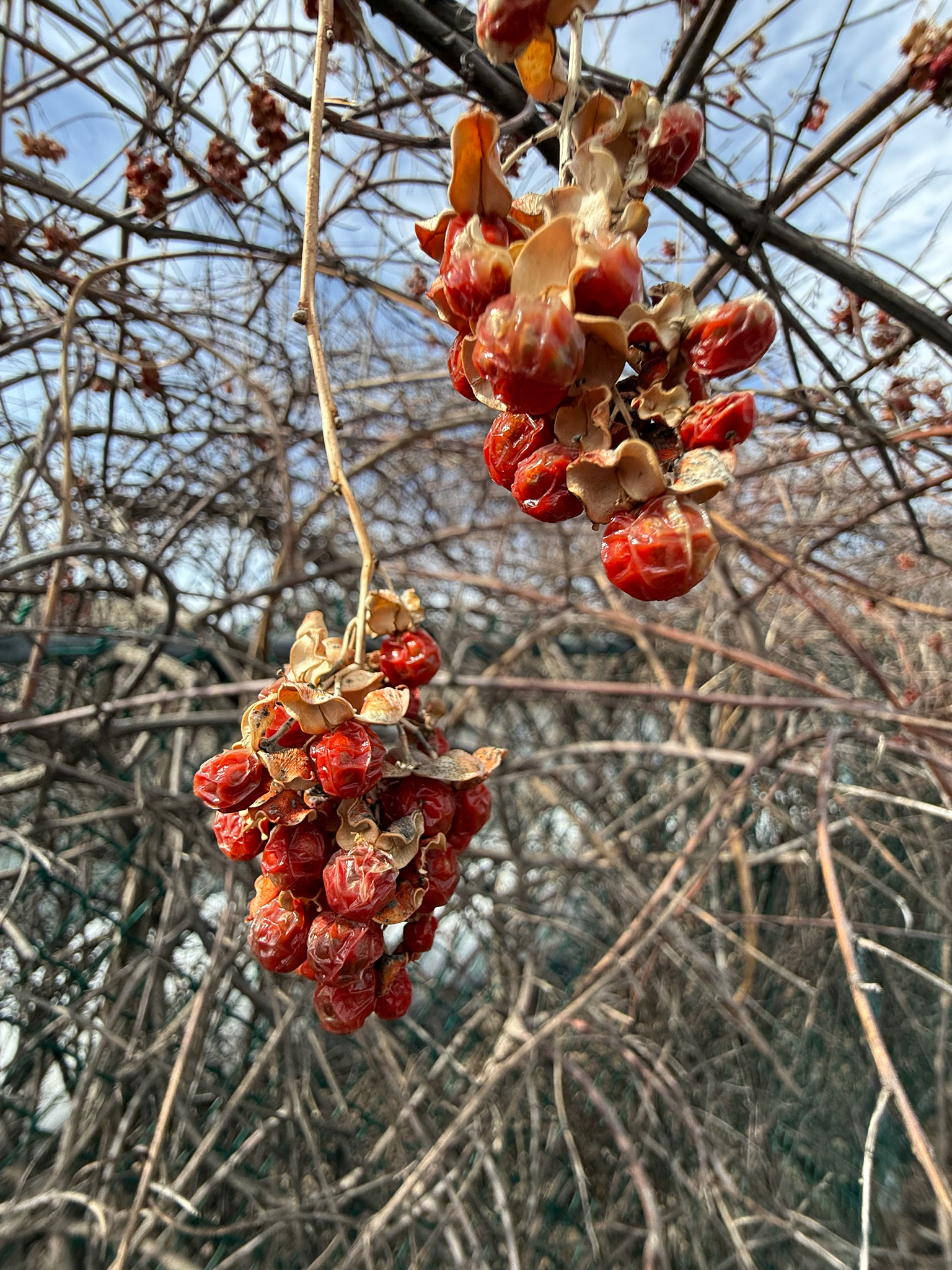 American Bittersweet (Celastrus scandens)