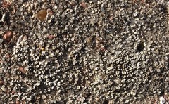 Myriolecis semipallida