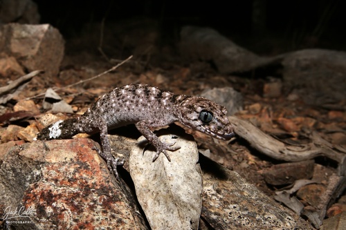 Border Thick-tailed Gecko