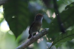 Tunchiornis ochraceiceps