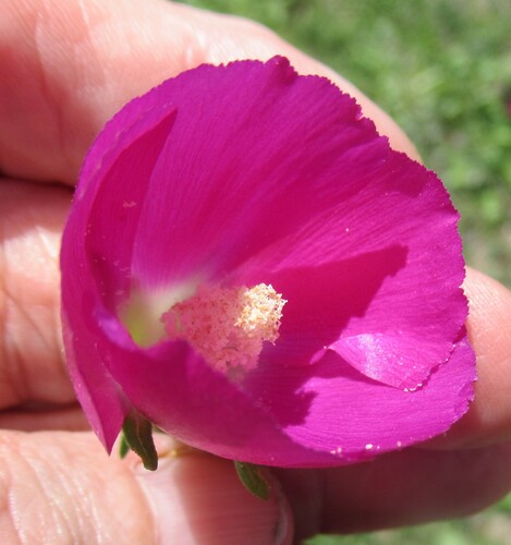 winecup mallow (Callirhoe involucrata)