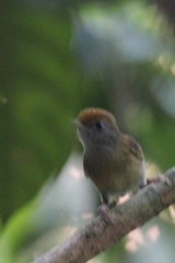 Tunchiornis ochraceiceps